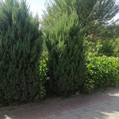 فيلة Ortus *
