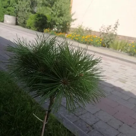 Ortus Novoselitsa (Ivano-Frankivsk)