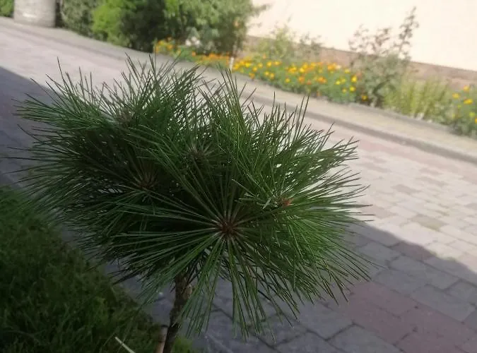 Ortus Novoselitsa (Ivano-Frankivsk)